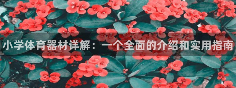 富联平台挂机：小学体育器材详解：一个全面的介绍和实用